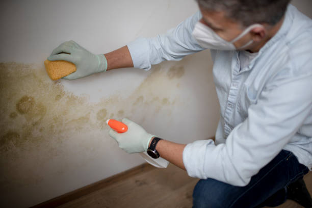 Trusted Yerington, NV Mold Remediation Experts